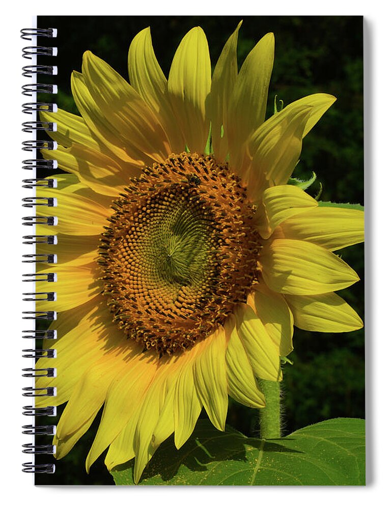 Flower Spiral Notebook featuring the photograph Hand Made By God by Donna Brown