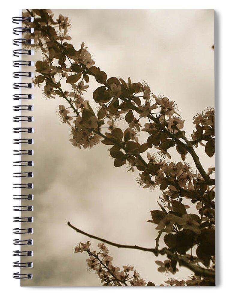 Cherry Blossoms Spiral Notebook featuring the photograph Faded Blooms by Onedayoneimage Photography