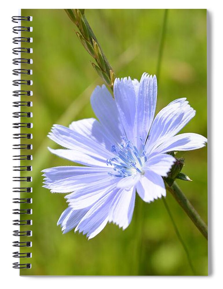  Spiral Notebook featuring the photograph Fairy Dust Origin by Dani McEvoy