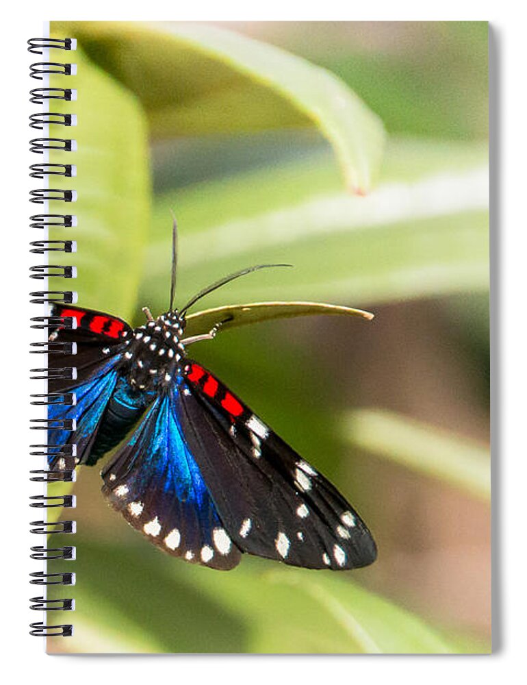 Arctiidae Spiral Notebook featuring the photograph Faithful Beauty by Amanda Mohler