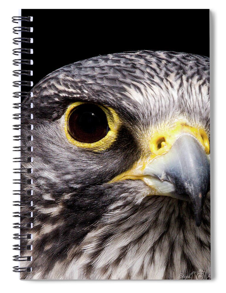 Falcon Spiral Notebook featuring the photograph Falcon Eye by Steph Gabler