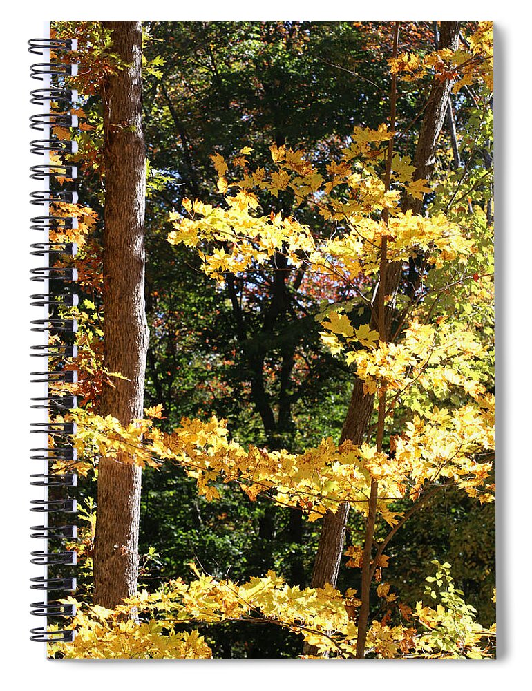 Fall Spiral Notebook featuring the photograph Fall Forest 3 by William Selander