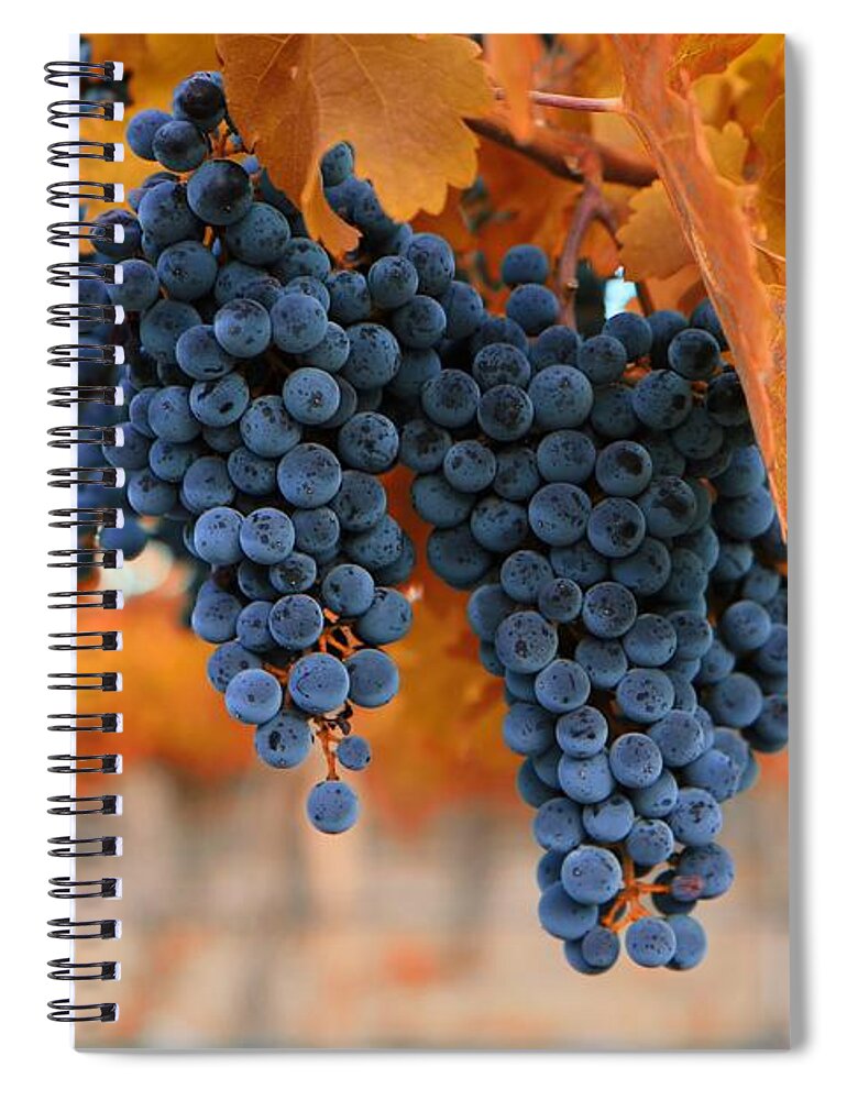 Fall Grapes Fall Colors Spiral Notebook featuring the photograph Fall grapes Fall colors by Lynn Hopwood