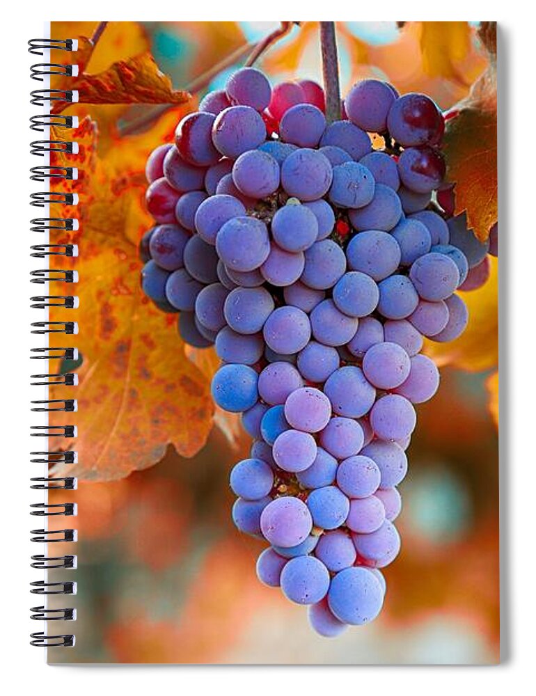 Fall Grapes From The Yakima Valley Spiral Notebook featuring the photograph Fall grapes from the Yakima Valley, by Lynn Hopwood