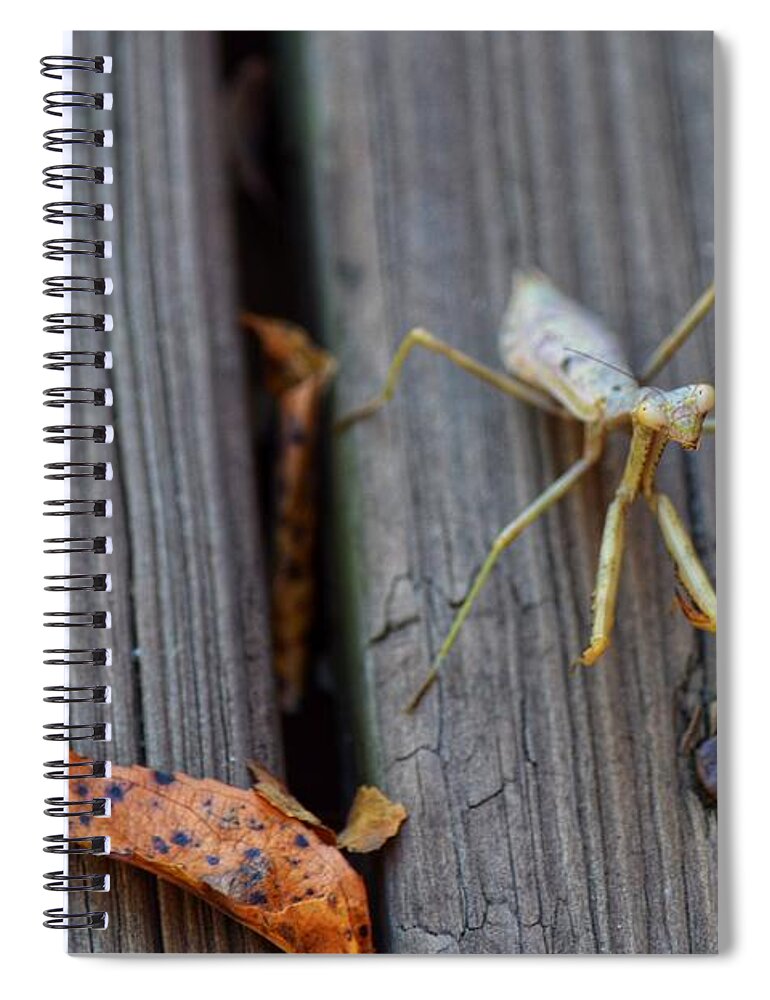 Praying Mantis Spiral Notebook featuring the photograph Fall Mantis by Joseph Caban