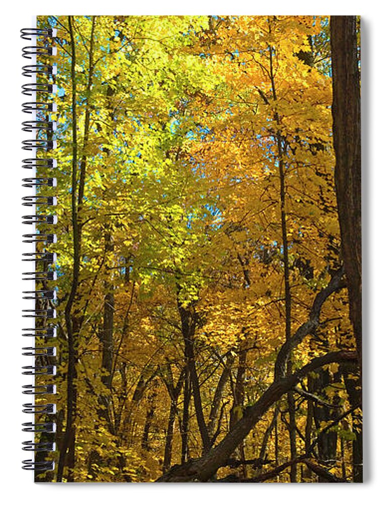 Arboretum Spiral Notebook featuring the photograph Fall maples- UW Arboretum - Madison - Wisconsin by Steven Ralser