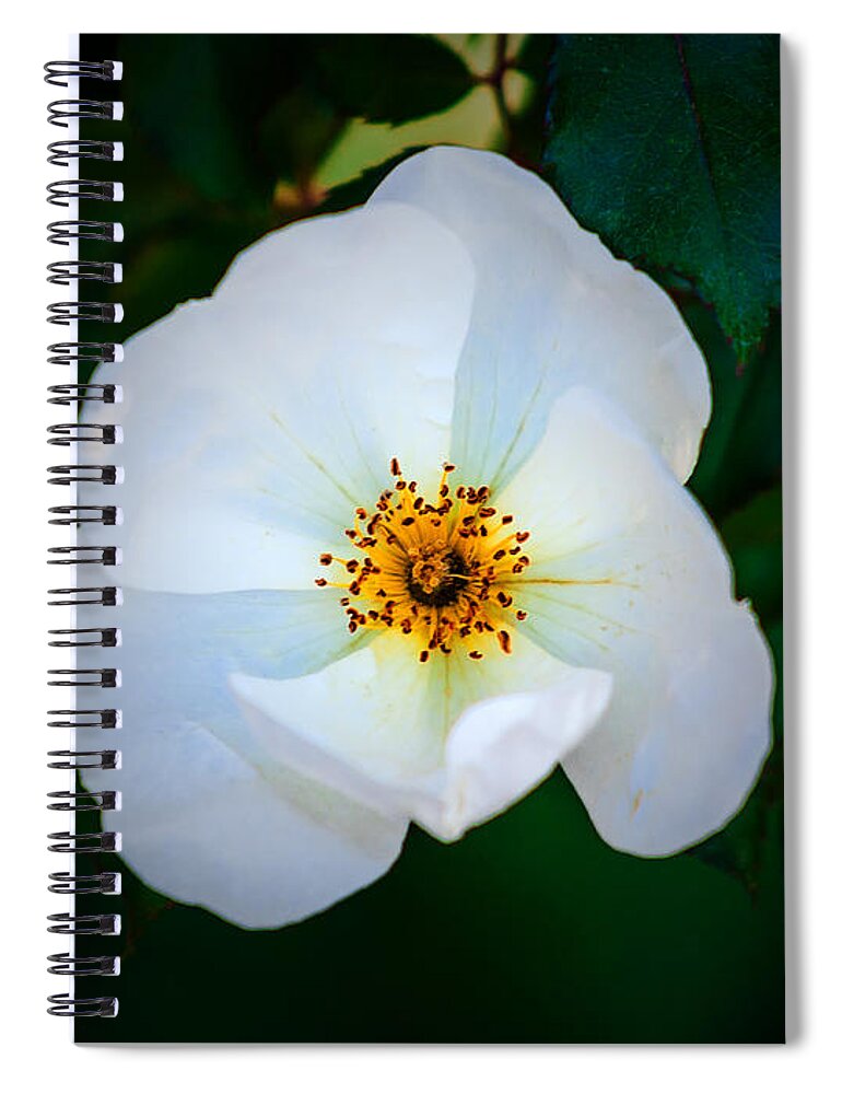 Fall Spiral Notebook featuring the photograph Fall White Flower by Ed Peterson