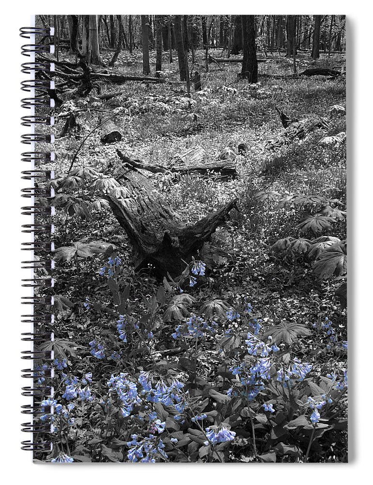 Virginia Bluebells Spiral Notebook featuring the photograph Fallen Blues by Dylan Punke