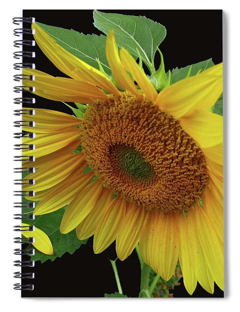 Sunflower Spiral Notebook featuring the photograph Fallen by Douglas Stucky