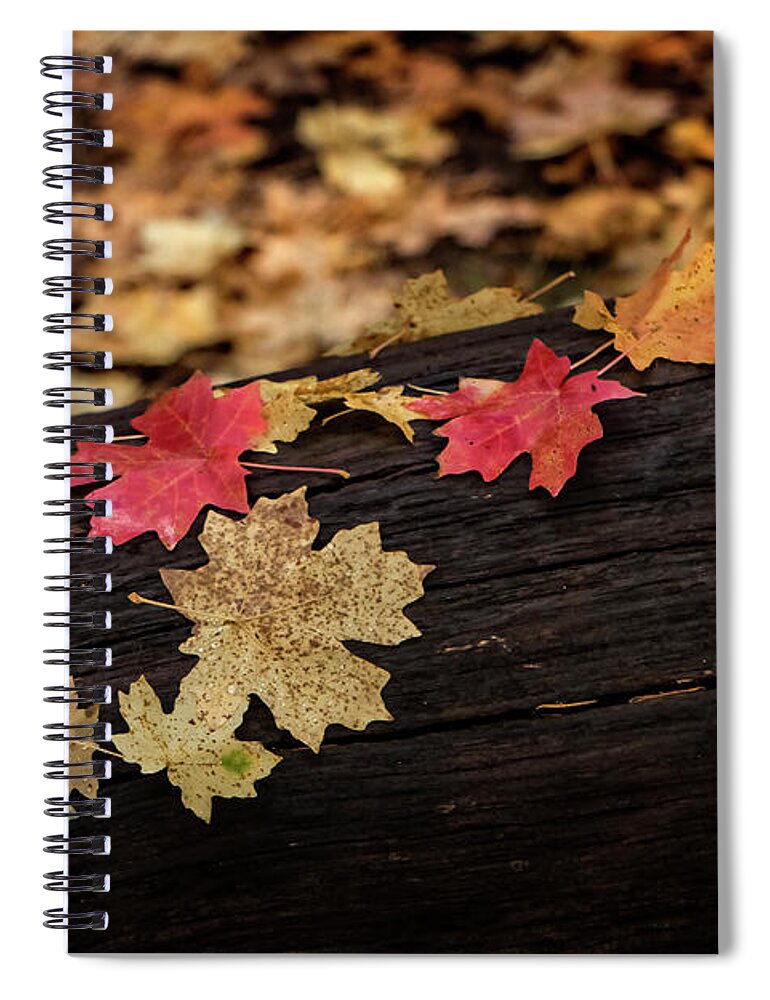 Arizona Spiral Notebook featuring the photograph Fallen Leaves by Teresa Wilson