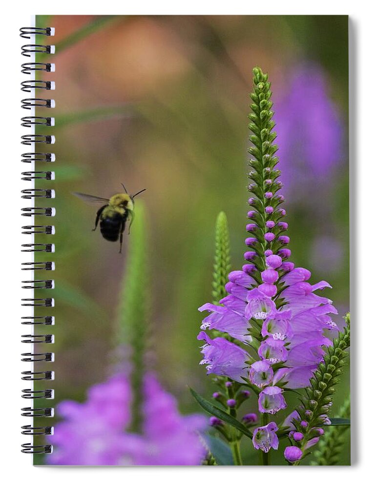 Bombus Spiral Notebook featuring the photograph False dragonhead and bumblebee in flight by Todd Bannor