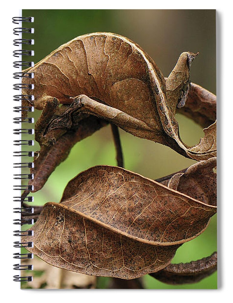 Mp Spiral Notebook featuring the photograph Fantastic Leaf-tail Gecko Uroplatus by Thomas Marent