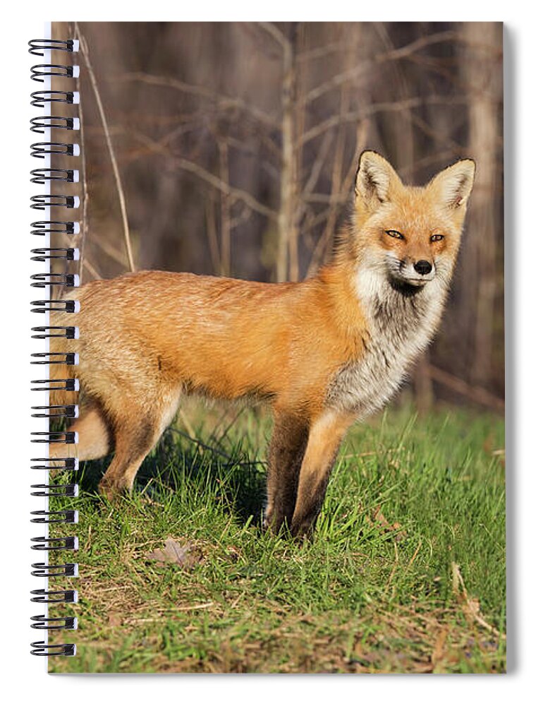 Wild Spiral Notebook featuring the photograph Fantastic Mr Fox by Mircea Costina Photography