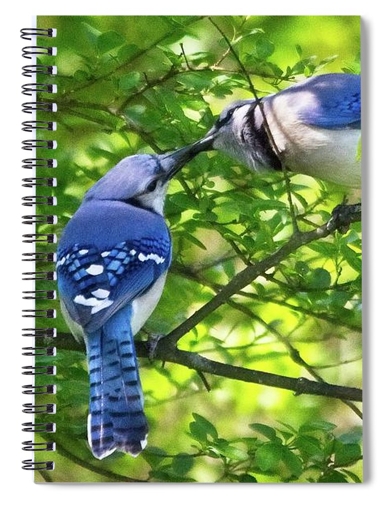 Wildlife Spiral Notebook featuring the photograph Feed Me Part 2 by John Benedict