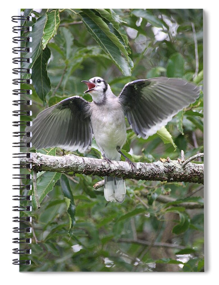 Bird Spiral Notebook featuring the photograph Feed Me by Wendy Coulson