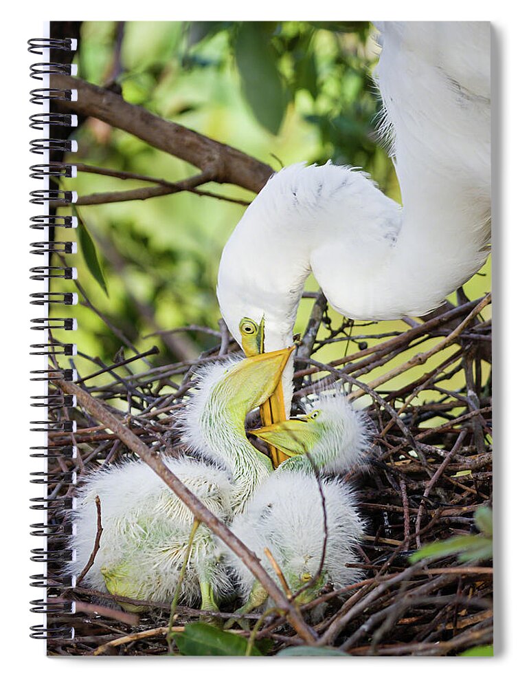 Ardea Alba Spiral Notebook featuring the photograph Feeding the Twins by Dawn Currie