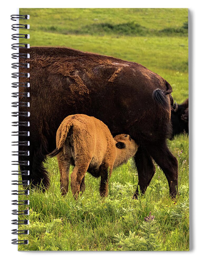 Jay Stockhaus Spiral Notebook featuring the photograph Feeding Time by Jay Stockhaus