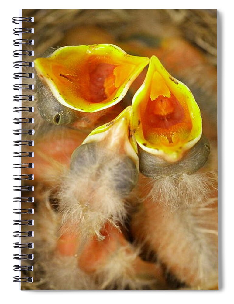 Robins Spiral Notebook featuring the photograph Feeding Time by Jeff Swan