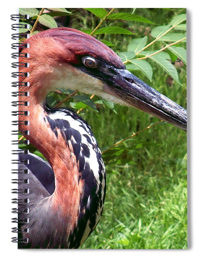 Bird Spiral Notebook featuring the photograph Feeling a Bit Peckish by RC DeWinter