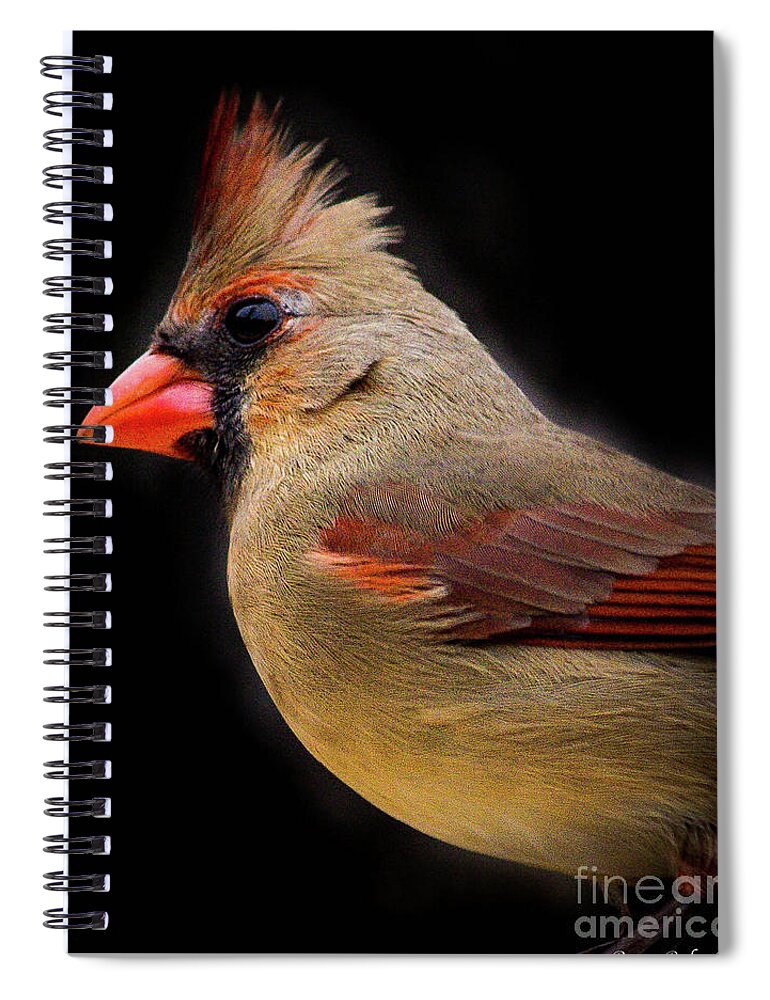 Nature Spiral Notebook featuring the photograph Female cardinal by Barry Bohn