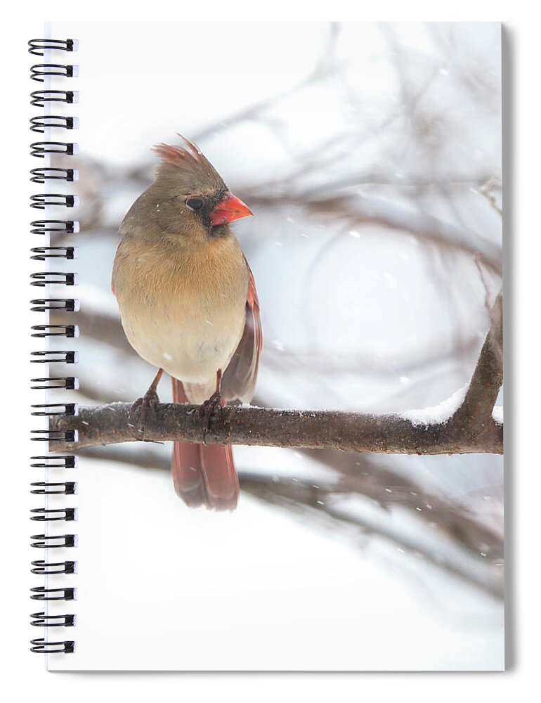 Snow Spiral Notebook featuring the photograph Female Cardinal in snow by Jack Nevitt