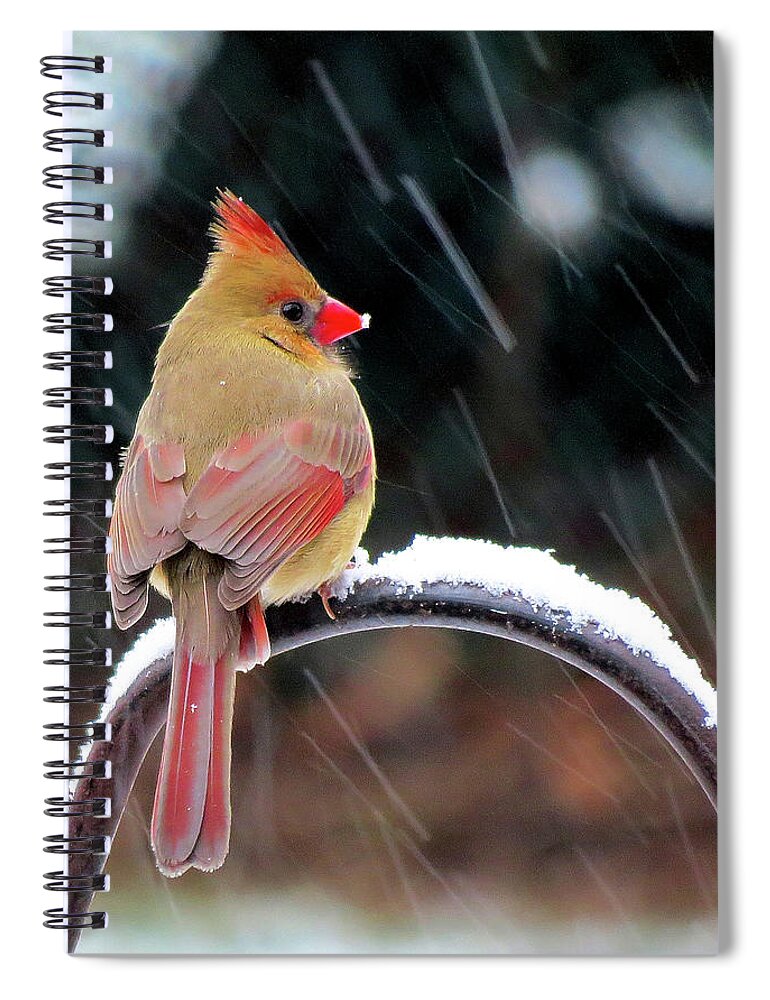 Cardinals Spiral Notebook featuring the photograph Female Cardinal in the Snow by Linda Stern