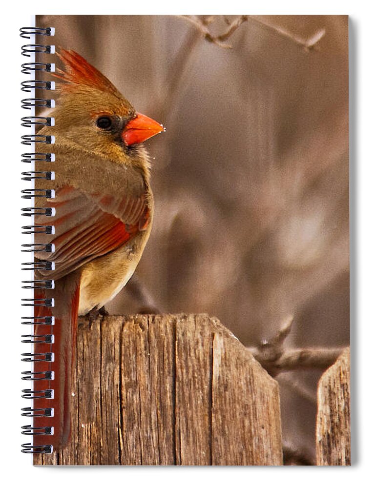 Northern Cardinal Spiral Notebook featuring the photograph Female Cardinal on the Fence by Ed Peterson