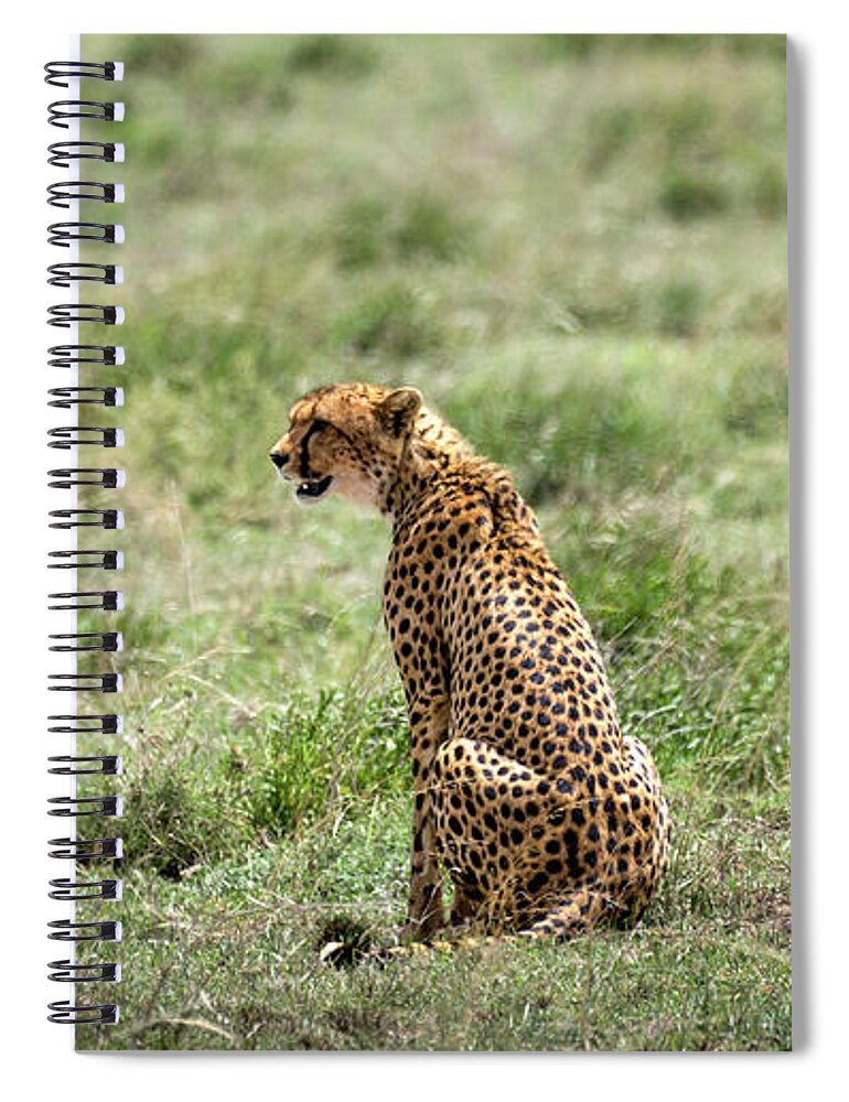 Cheetah Spiral Notebook featuring the photograph Female cheetah and male on the background by RicardMN Photography