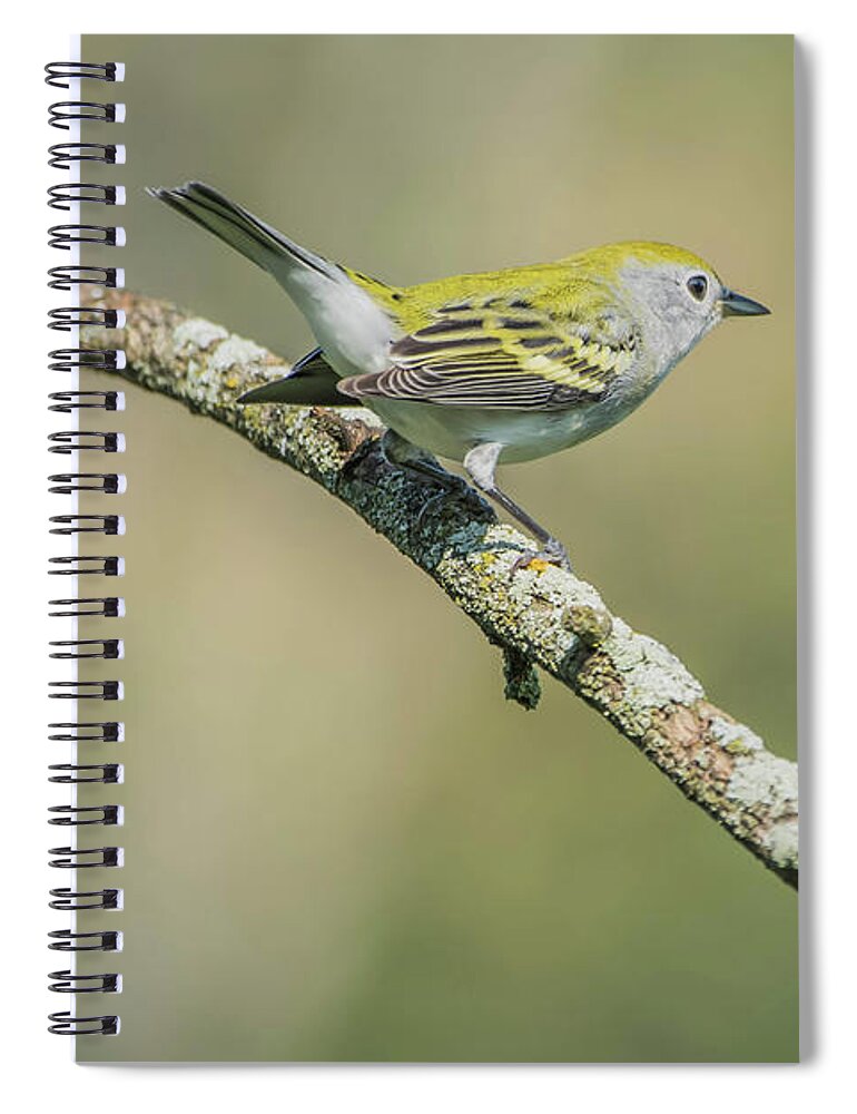 Birds Spiral Notebook featuring the photograph Female Chestnut-side Warbler img 2 by Bruce Pritchett