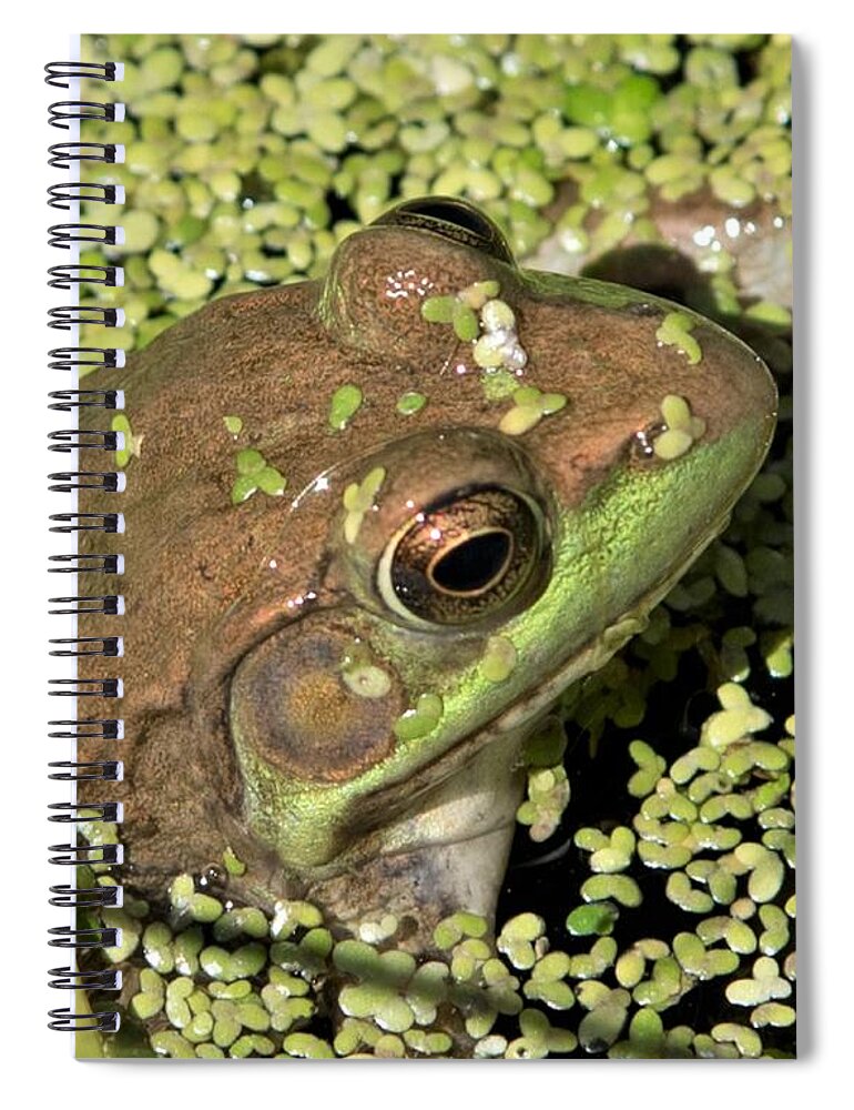Herpetology Spiral Notebook featuring the photograph Female green Frog by Michael Hall