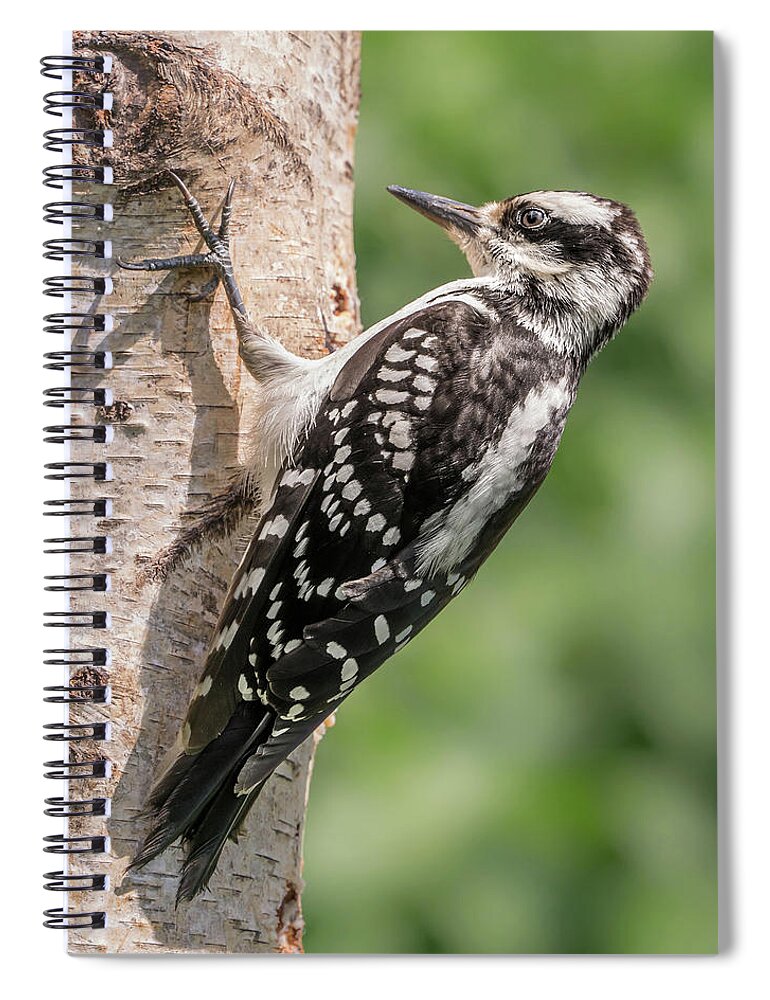 Hairy Woodpecker Spiral Notebook featuring the photograph Female Hairy Woodpecker in Minnesota by Jim Hughes