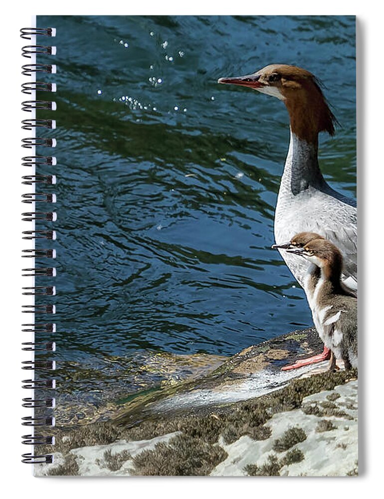 Common Merganser Spiral Notebook featuring the photograph Female Merganser with Her Young by Belinda Greb
