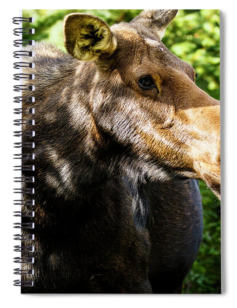 Moose Spiral Notebook featuring the photograph Female Moose at Jackson Hole by Ben Graham