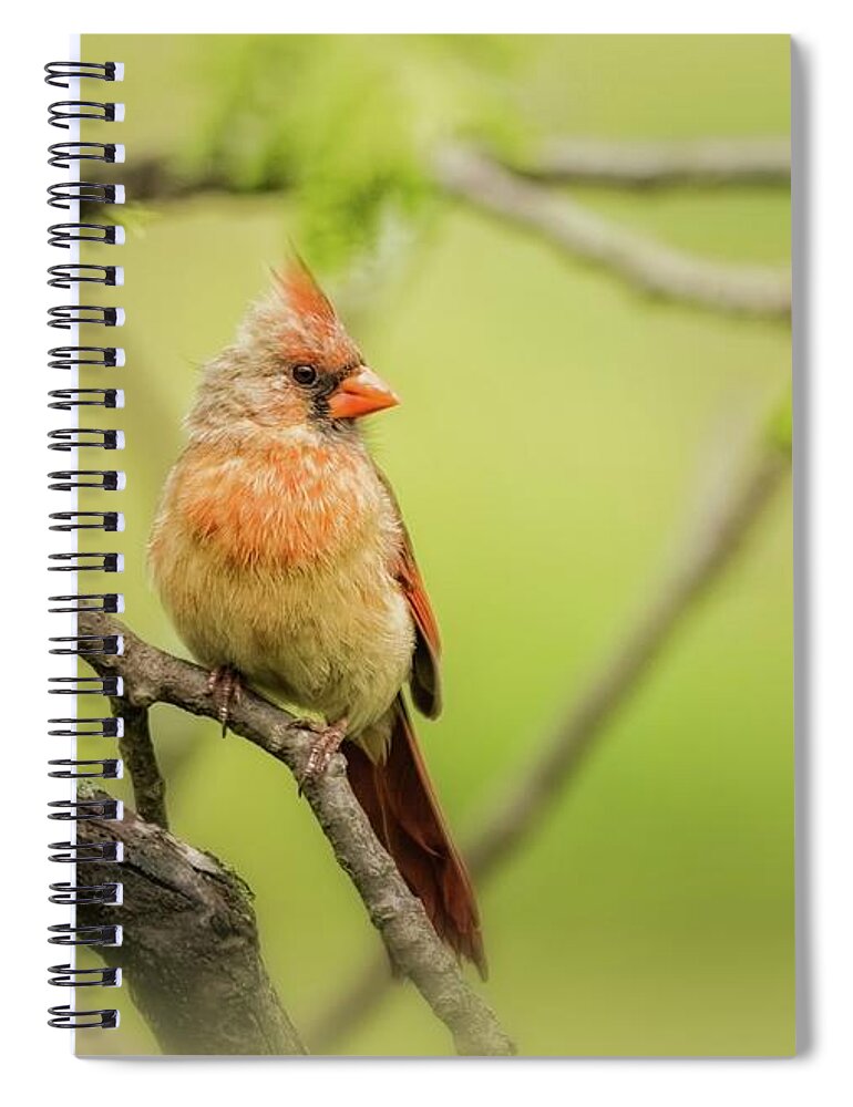 Aves Spiral Notebook featuring the photograph Female Northern by Heather Hubbard