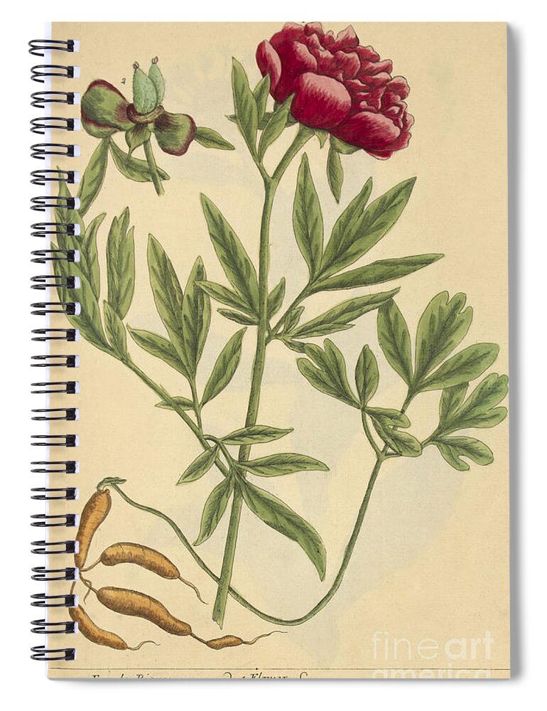 Science Spiral Notebook featuring the photograph Female Peony, Medicinal Plant, 1737 by Science Source