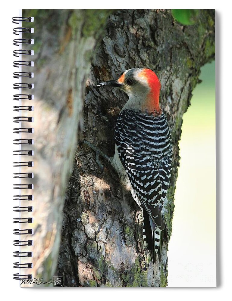 Mccombie Spiral Notebook featuring the photograph Female Red-Bellied Woodpecker by J McCombie