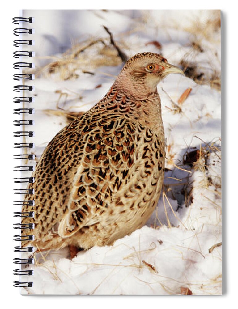 Bird Spiral Notebook featuring the photograph Female Ring Necked Pheasant by Alyce Taylor