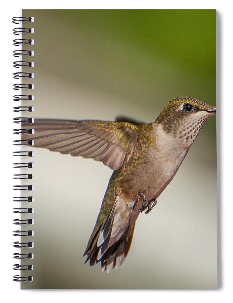 Ruby Throated Hummingbird Spiral Notebook featuring the photograph Female Ruby Throated Hummingbird by Brenda Jacobs