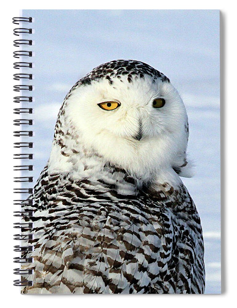 Owl Spiral Notebook featuring the photograph Female Snowy Owl by Paula Guttilla