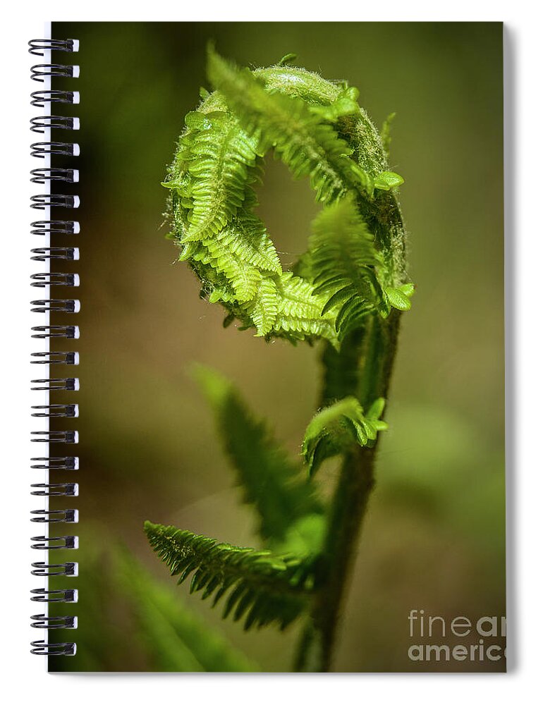 Maine Spiral Notebook featuring the photograph Fern Curl by Alana Ranney