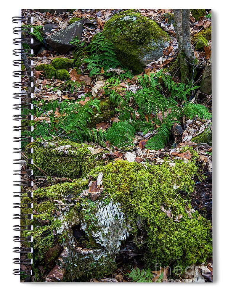 December Spiral Notebook featuring the photograph Ferns in December by Alana Ranney
