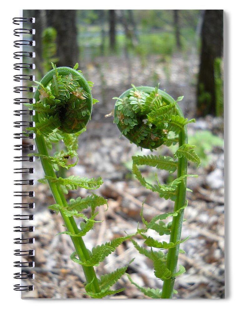 Fiddlehead Spiral Notebook featuring the photograph Fiddlehead Ferns in Love by Kent Lorentzen