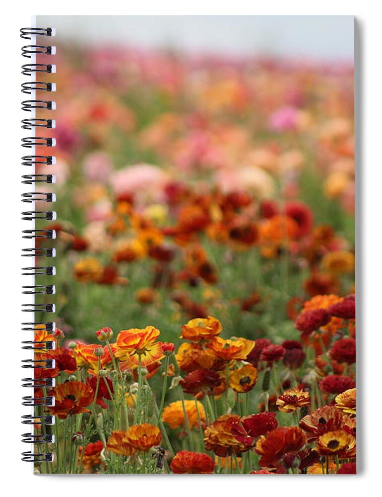 Honey Brown Ranunculus Spiral Notebook featuring the photograph Field of Burnt Orange and Honey Ranunculus by Colleen Cornelius