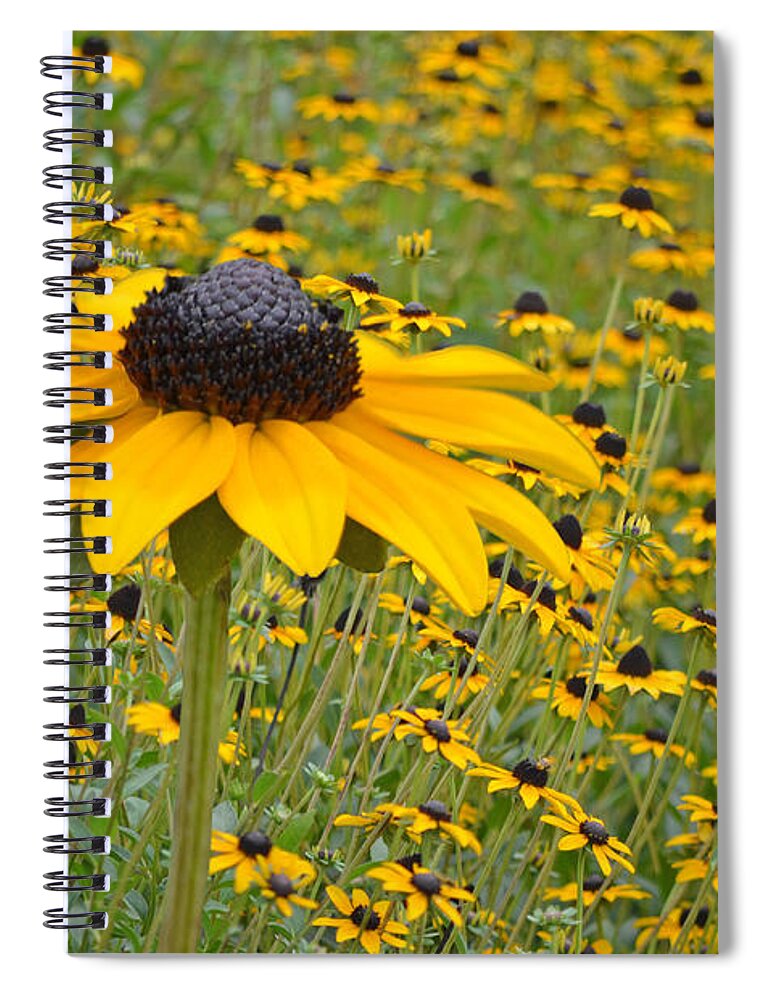 Coneflowers Spiral Notebook featuring the photograph Field of Coneflowers by Sandi OReilly