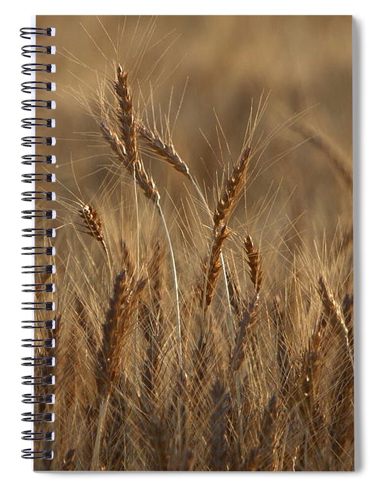 Agriculture Spiral Notebook featuring the photograph Field of Gold by David Andersen