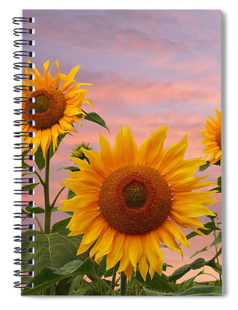 Sunflower Spiral Notebook featuring the photograph Field Of Golden Sunflowers At Sunset by Gill Billington