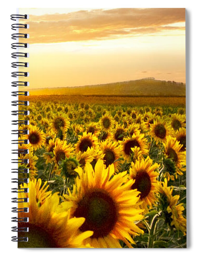 American Spiral Notebook featuring the photograph Fields of Gold Triptek Right Side by Debra and Dave Vanderlaan