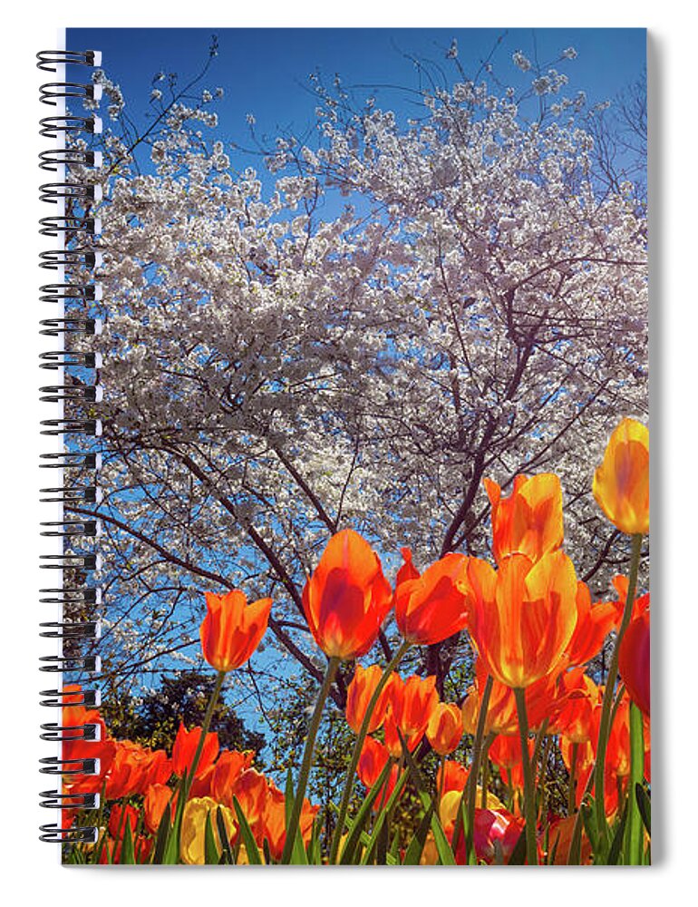 America Spiral Notebook featuring the photograph Fiery Tulips by Inge Johnsson
