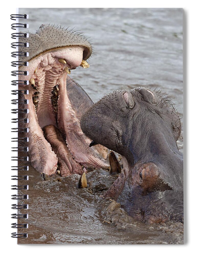 Hippo Spiral Notebook featuring the photograph Fighting Hippos by Bernd Rohrschneider