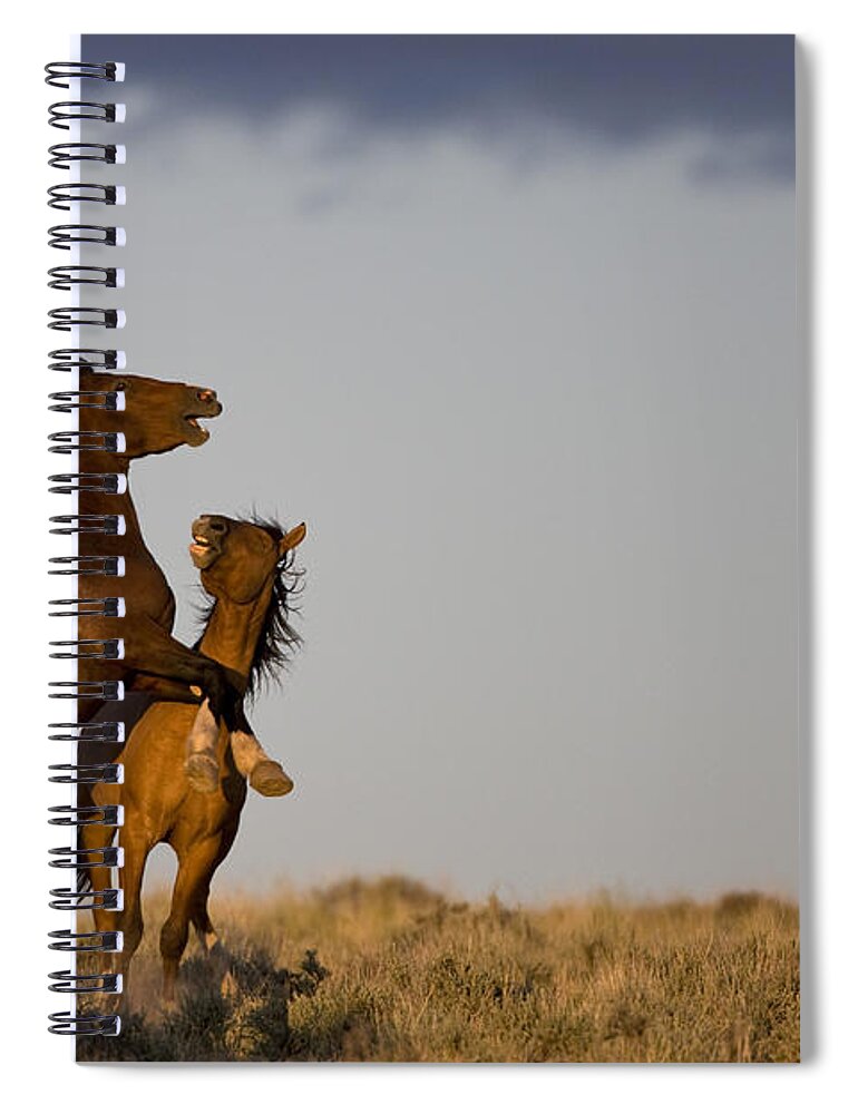 Horse Spiral Notebook featuring the photograph Fighting Stallions by Jean-Louis Klein & Marie-Luce Hubert